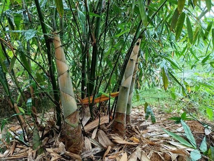 Cây măng đang mở ra hướng phát triển kinh tế bền vững cho nhiều phụ nữ vùng cao