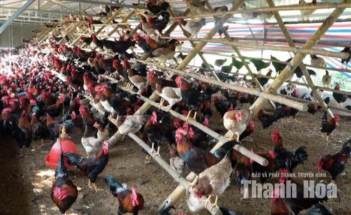 Đàn gà của gia đình bà Nguyễn Thị Hoa.