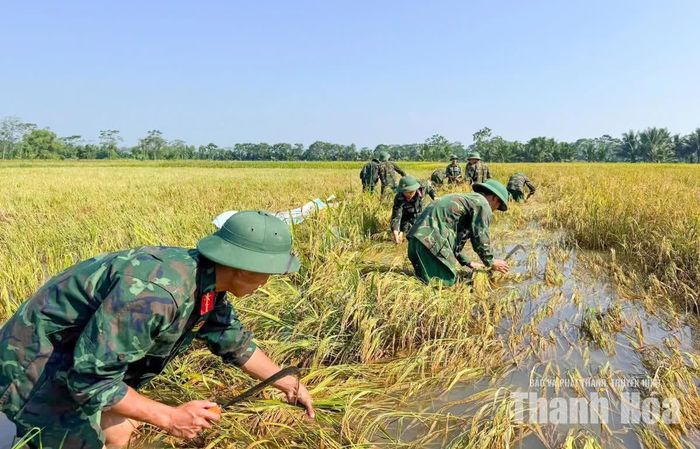Trên những thửa ruộng còn sũng nước, cán bộ, chiến sĩ Sư đoàn 390 thu hoạch lúa cho người dân, góp phần giảm thiểu thiệt hại đối với sản xuất nông nghiệp.