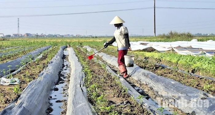 Nông dân thôn Phù Hưng, xã Yên Trường tưới kích rễ, chăm sóc cho ruộng ớt.