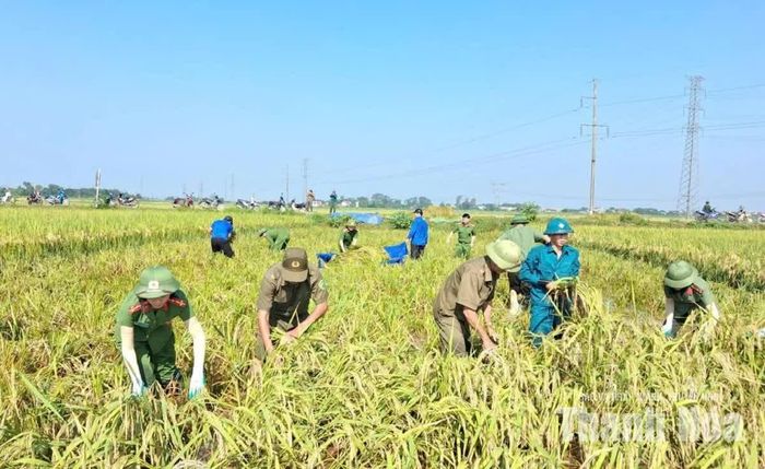 Ngày 21/9, khoảng 200 cán bộ, chiến sĩ, đoàn viên, hội viên tham gia hỗ trợ nông dân xã Triệu Sơn thu hoạch lúa.
