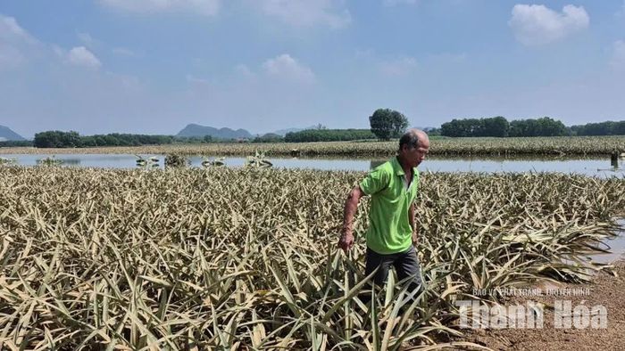 Người dân thất thần bên những đồng dứa bị ngập.