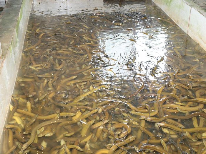 Đàn lươn của gia đình ông Trần Ngọc Phan, xã Tiên Lục.