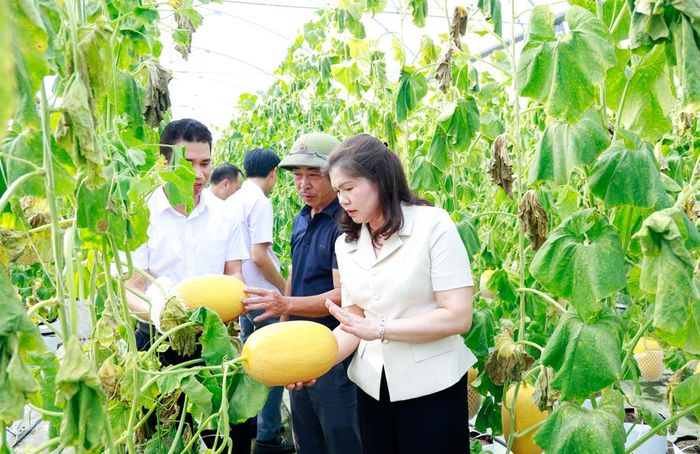  Đồng chí Lâm Thị Hương Thành và các đại biểu thăm mô hình trồng dưa của Hợp tác xã Phúc Lâm. 