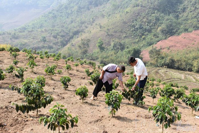 Người dân bản Mường Nhé (xã Mường Nhé) kiểm tra diện tích cà phê trồng mới. Ảnh: Văn Quyết