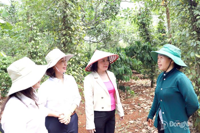 Bà Vi Thị Lợi (bìa phải), người dân tộc thiểu số ở xã Nghĩa Trung giới thiệu mô hình kinh tế trồng hồ tiêu, cà phê xen canh trong vườn điều cho hiệu quả kinh tế cao.