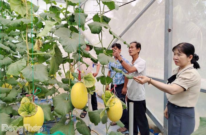 Mô hình Trồng dưa lưới trong nhà màng, ứng dụng công nghệ cao của nông dân.