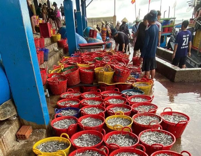  Ngư dân phân loại, cân cá cơm tại Cảng cá Nhơn Lý. Ảnh: Phan Tuấn 