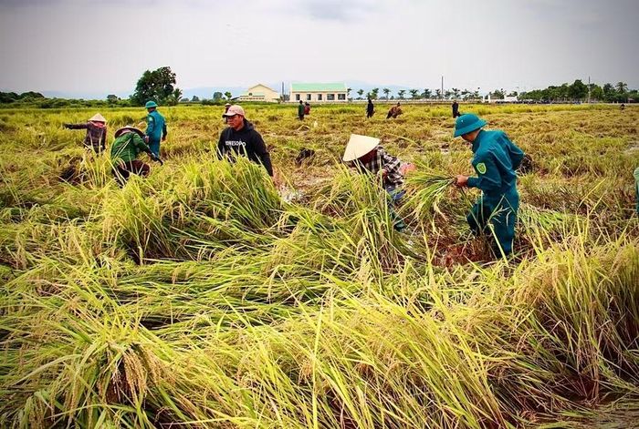 Người dân cùng các lực lượng dân quân, Hội Nông dân, Đoàn thanh niên xã hỗ trợ cắt lúa cho gia đình ông Nay Phúc (buôn Ling). Ảnh: M.P