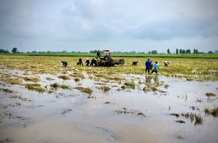 Mưa lớn kéo dài khiến gần 200 ha lúa của người dân tại 8 thôn, buôn trên địa bàn xã Ia Hiao bị ngập, ngã đổ. Ảnh: M.P
