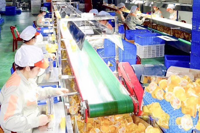 Hoạt động sản xuất tại Công ty Cổ phần Rau câu Sơn Hải (xã Thuận Bắc).