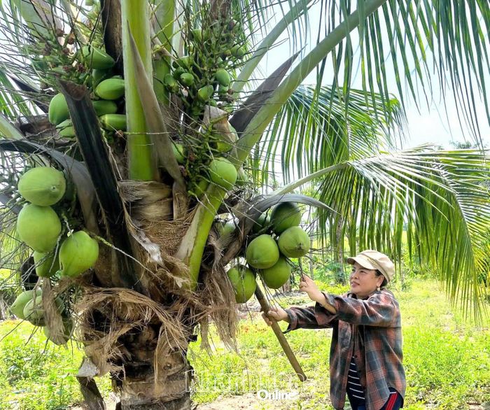 Mô hình vườn cây ăn trái của gia đình bà Trần Thị Tâm, thôn Suối Mít, xã Tây Ninh Hòa.