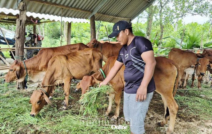 Mô hình nuôi bò nhốt chuồng nâng cao thu nhập của một hộ dân trên địa bàn xã Tây Ninh Hòa.