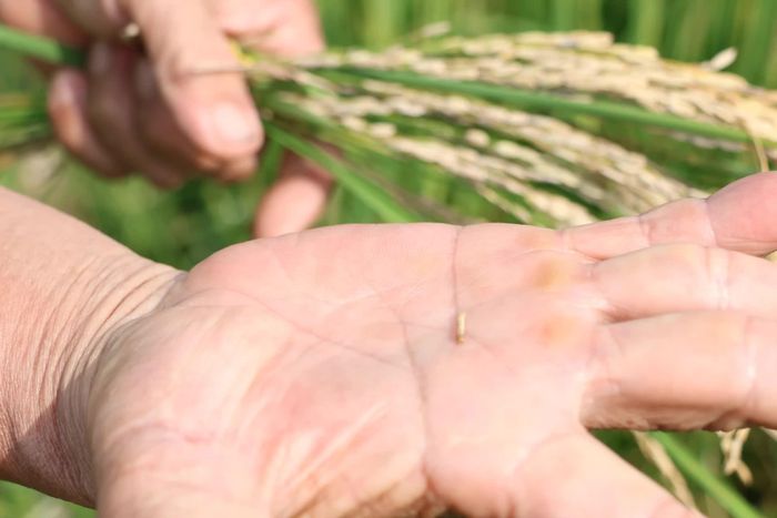 Sâu đục thân bò ra từ thân cây lúa.