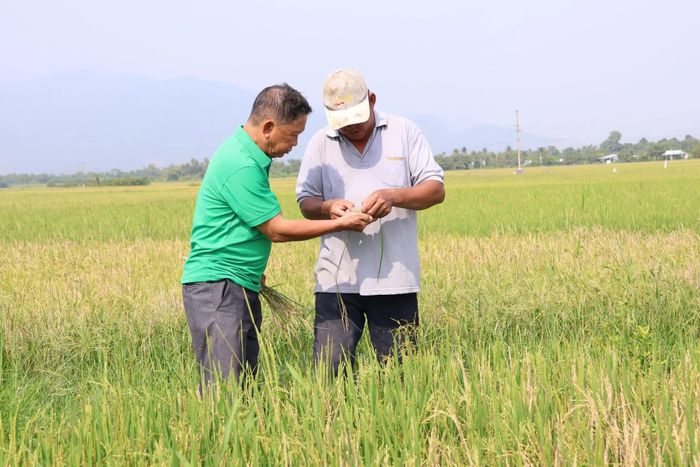 Cán bộ Hội Nông dân xã Suối Hiệp kiểm tra ruộng lúa gia đình ông Lê Xuân Hải.