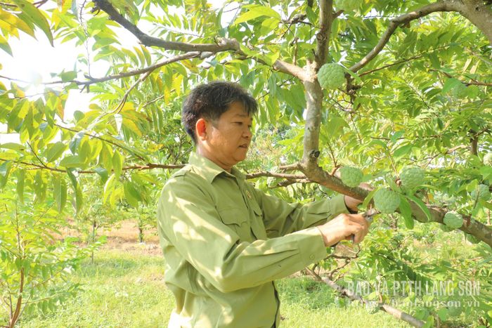 Hội viên Hội Cựu chiến binh xã Chi Lăng chăm sóc cây na