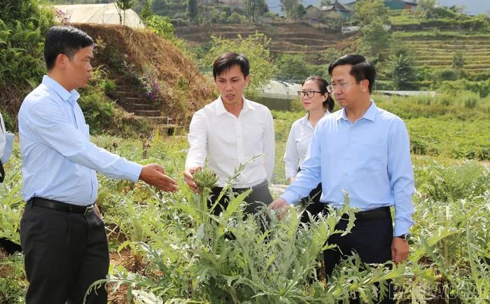 Dự án vùng nguyên liệu và chuỗi sản xuất, chế biến dược liệu được tỉnh chú trọng ưu tiên. (Ảnh Viết Vinh. Nguồn: Báo và PTTH Lào Cai)