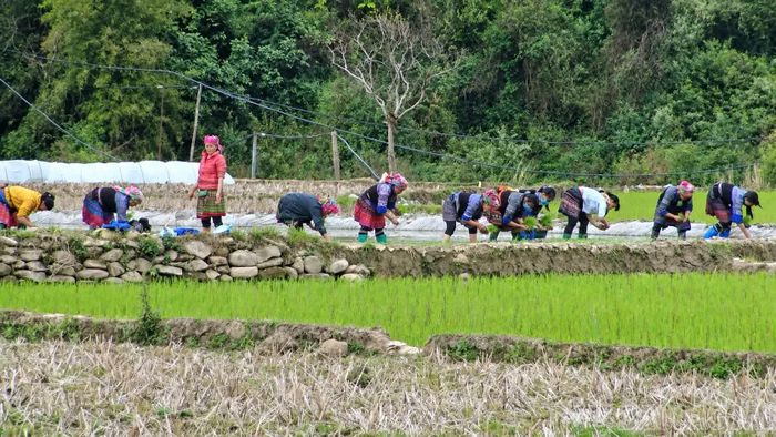Chi bộ định hướng phát triển sản xuất gắn với bảo tồn bản sắc văn hoá.