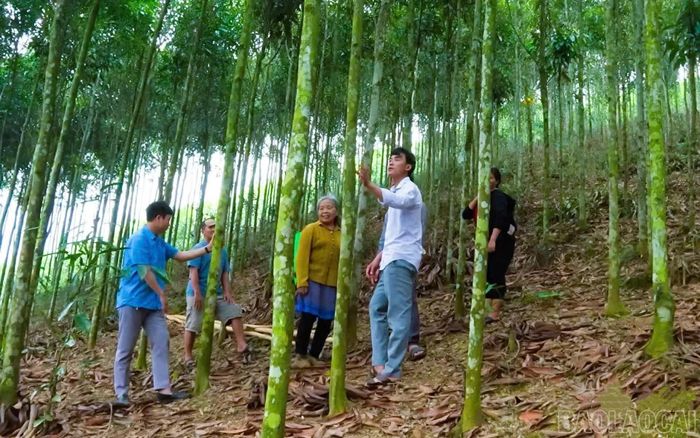 Bí thư chi bộ Cư A Chung hướng dẫn người dân trồng và chăm sóc quế.