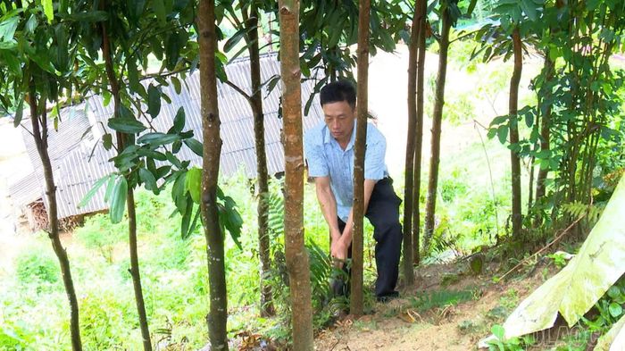 Ông Siều Ngọc Tân, người có uy tín thôn Làng Chạng gương mẫu, đi đầu trong phát triển kinh tế gia đình.
