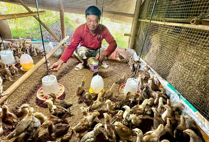 Ông Hoàng Thiên Thắng, thôn Hòa Bình nuôi gà theo mô hình an toàn sinh học