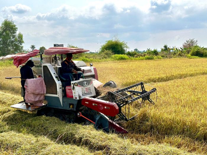 Nông dân xã Sông Lũy thu hoạch lúa