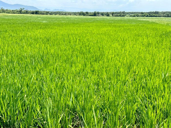 Giống lúa mới Bắc Thịnh được triển khai theo mô hình khuyến nông tại xã Sông Lũy vụ hè thu 2026
