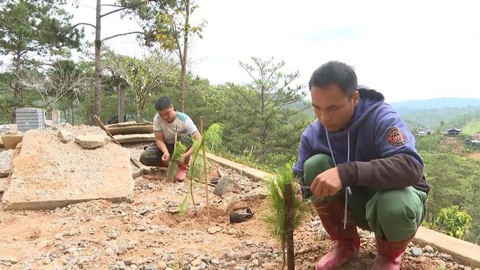 Sau giải toả, Ban QLRPH Đa Nhim tiến hành trồng lại rừng.