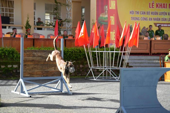 Nội dung chó nghiệp vụ vượt chướng ngại vật