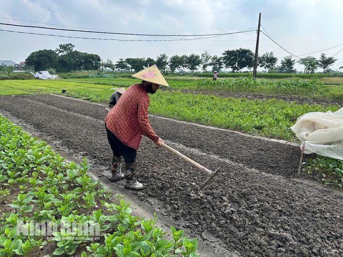 Nông dân phường Yên Thắng đẩy nhanh tiến độ làm đất, gieo trồng rau màu phục vụ thị trường giai đoạn giáp vụ.