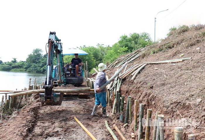 Đóng cọc tre chân đê xử lý sự cố sạt trượt mái thượng lưu đê tả sông Đáy đoạn qua phường Phù Vân.