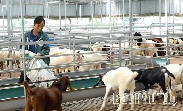 Mô hình sản xuất nông nghiệp sạch của HTX Nông lâm Tất Thắng, xã Cự Đồng.