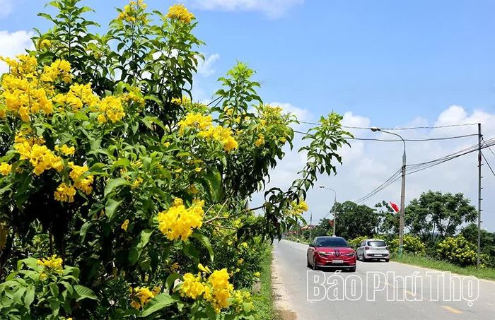 Sắc hoa vàng rực rỡ trong nắng thu tạo nên vẻ đẹp cho tuyến đường bên dòng sông Đà thơ mộng.