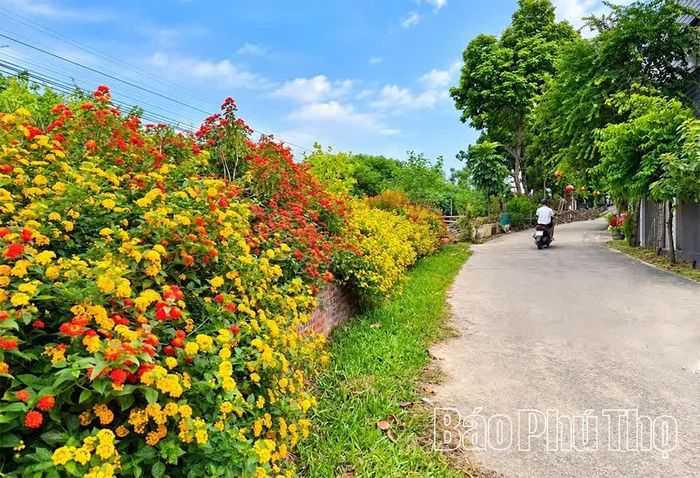 Rặng hoa ngũ sắc làm không gian ngõ nhỏ ở phường Việt Trì thêm rực rỡ.