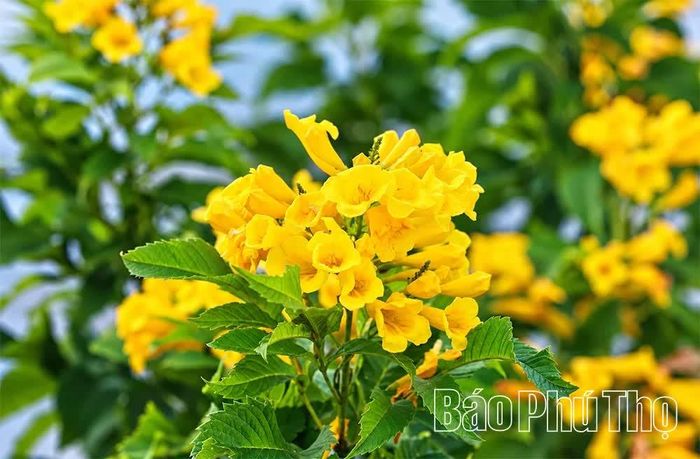Hoa chuông vàng được trồng nhiều trên các tuyến đường.