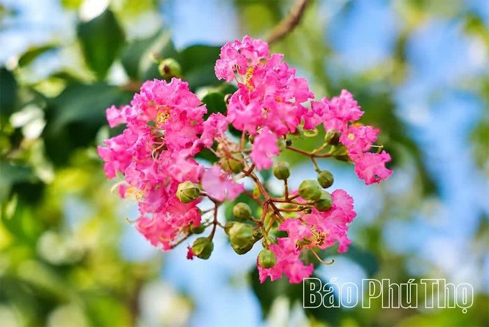 Xen những hàng chuông vàng là những nhành hoa Tường Vi mỏng manh.