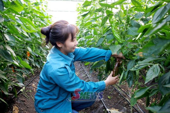 Mô hình canh tác trong nhà lưới của HTX Nông nghiệp hữu cơ Mộc Vân Trang.