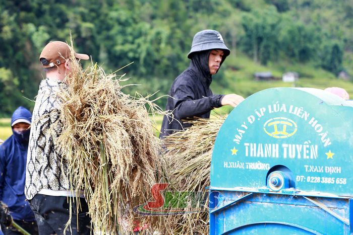 Người dân xã Ngọc Chiến tuốt lúa sau khi gặt.
