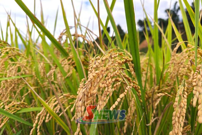 Những bông lúa chín vàng, trĩu hạt trên cánh đồng Ngọc Chiến.