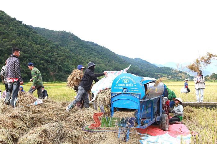 Không khí phấn khởi, nhộn nhịp của mùa gặt xã Ngọc Chiến,
