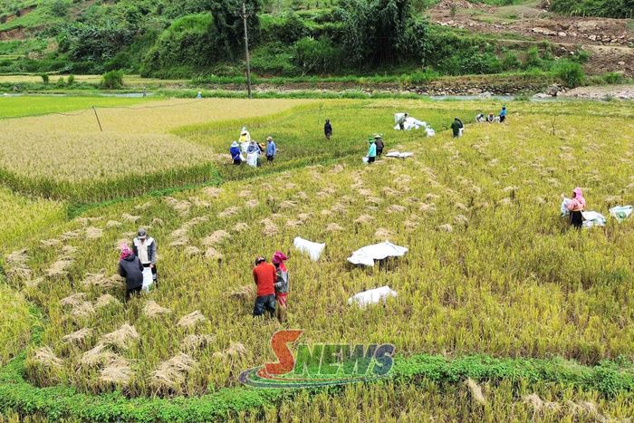 Người dân bản Đông Xuông thu hoạch lúa.