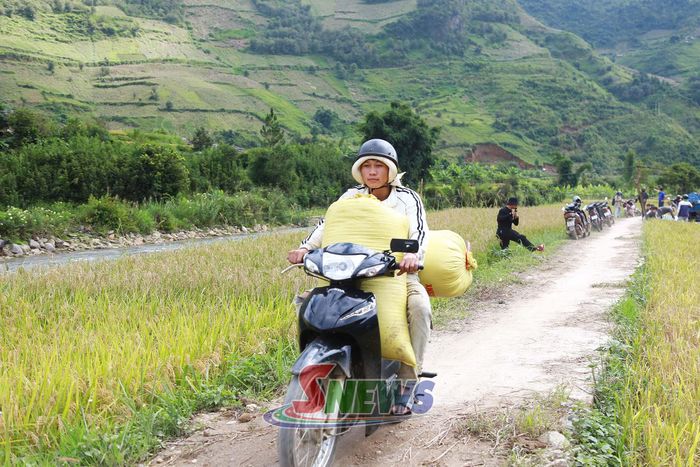 Từng bao lúa được người dân chở về nhà.