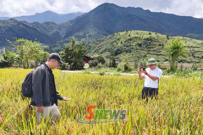 Du khách đến trải nghiệm mùa lúa chín.