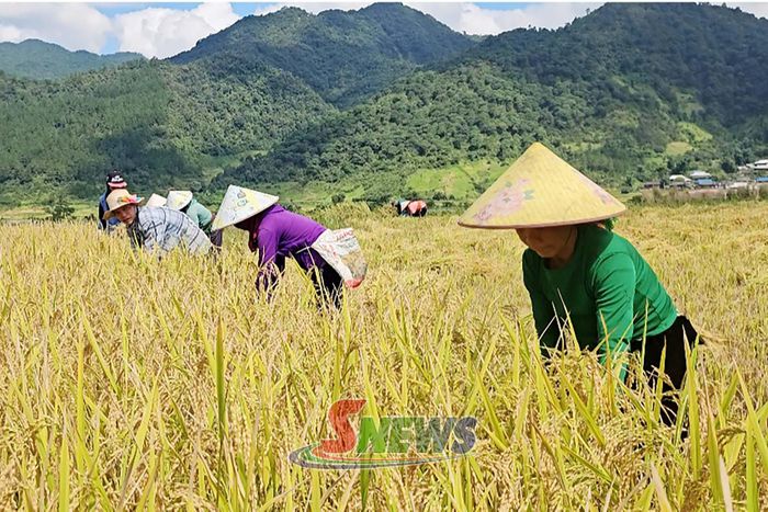 Người dân bản Mường Chiến, xã Ngọc Chiến thu hoạch lúa.