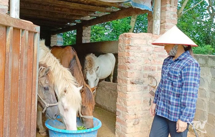 Gia đình chị La Thị Thiệp lựa chọn nuôi ngựa để phát triển kinh tế.
