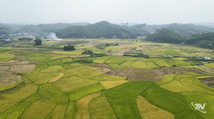 Cánh đồng lúa nếp Vải xóm Bản Đông, xã Hợp Thành.