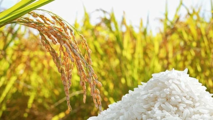 Giá lúa gạo hôm nay tại khu vực Đồng bằng sông Cửu Long ổn định. Ảnh minh họa