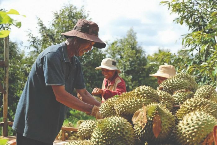 Sầu riêng hướng tới mốc xuất khẩu 4 tỷ USD trong năm 2026. Ảnh: Đức Thanh