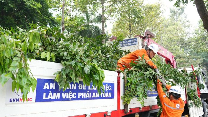 Cây xanh sau khi được phát quang, xử lý nhằm bảo đảm khoảng cách an toàn với lưới điện và hạn chế nguy cơ cây ngã, cành gãy gây sự cố