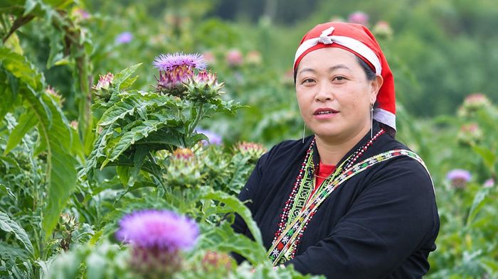 Vị thế của người phụ nữ Dao Đỏ được khẳng định qua mô hình HTX hoạt động theo chuỗi giá trị bền vững.